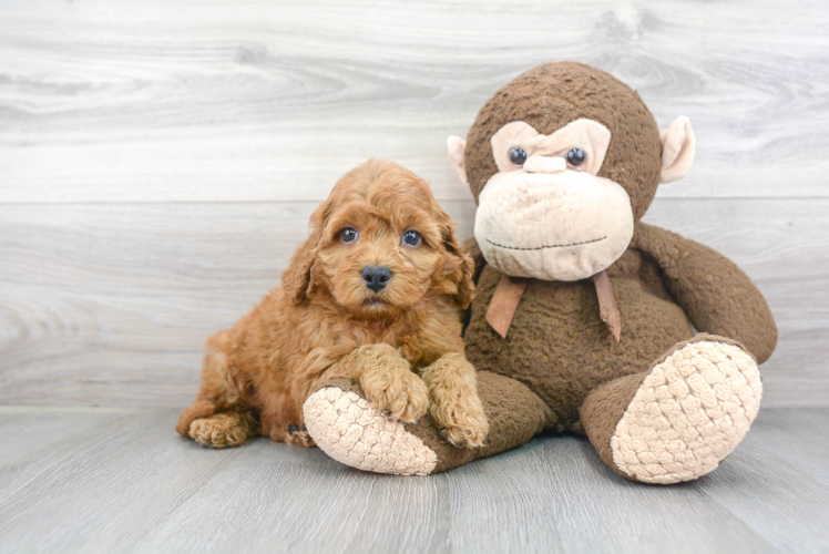 Meet Clifford - our Cockapoo Puppy Photo 1/3 - Puppy Love PR Best Cockapoo Baby
