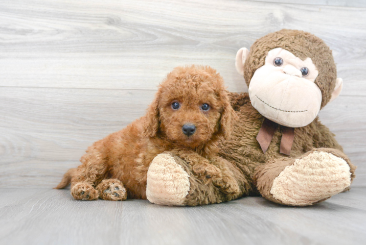 Meet Clifford - our Cockapoo Puppy Photo 1/3 - Puppy Love PR Cockapoo Puppy for Adoption