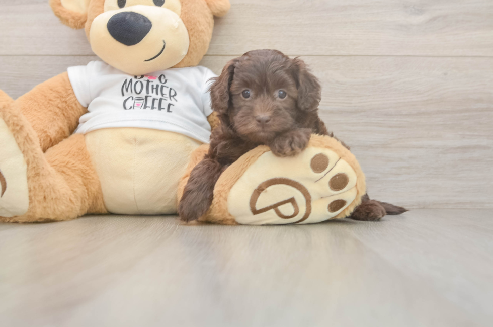 5 week old Cockapoo Puppy For Sale - Puppy Love PR
