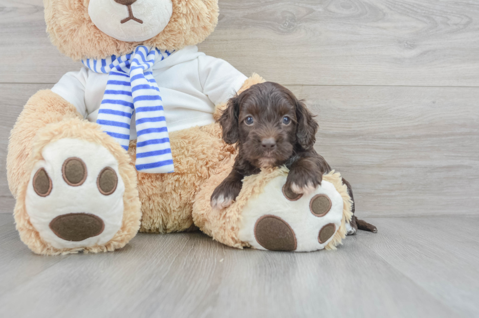 6 week old Cockapoo Puppy For Sale - Puppy Love PR