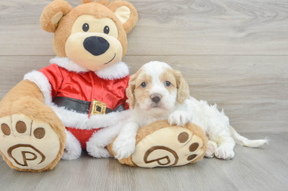 5 week old Cockapoo Puppy For Sale - Puppy Love PR