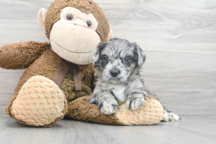 Meet Conrad - our Cockapoo Puppy Photo 1/3 - Puppy Love PR Cockapoo Puppy for Adoption