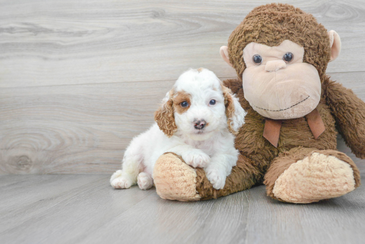 Hypoallergenic Cockerpoo Poodle Mix Puppy