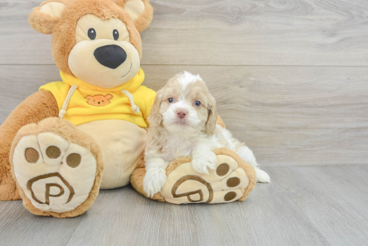 Meet Darling - our Cockapoo Puppy Photo 1/3 - Puppy Love PR Sweet Cockapoo Baby