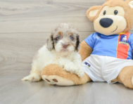7 week old Cockapoo Puppy For Sale - Puppy Love PR