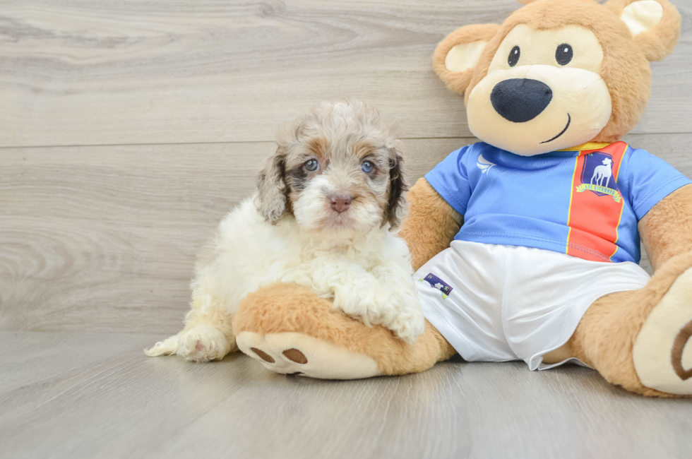 6 week old Cockapoo Puppy For Sale - Puppy Love PR