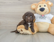 7 week old Cockapoo Puppy For Sale - Puppy Love PR