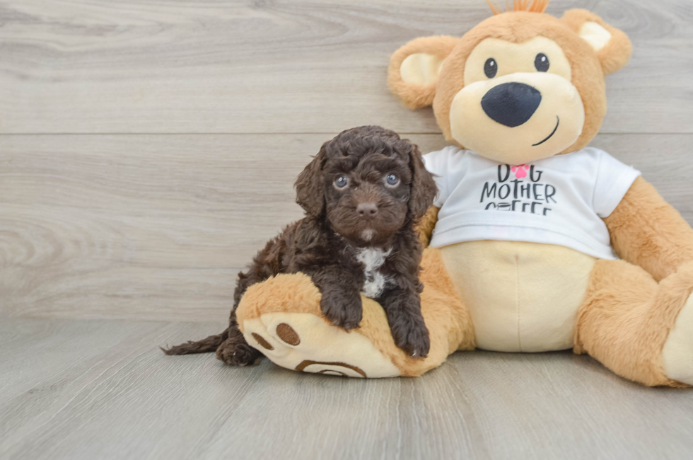 6 week old Cockapoo Puppy For Sale - Puppy Love PR