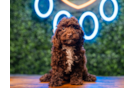 Cute Cockapoo Poodle Mix Pup