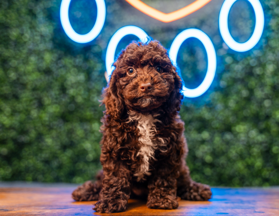 Cute Cockapoo Poodle Mix Pup