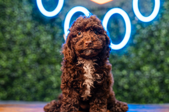 Cute Cockapoo Poodle Mix Pup
