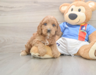 7 week old Cockapoo Puppy For Sale - Puppy Love PR
