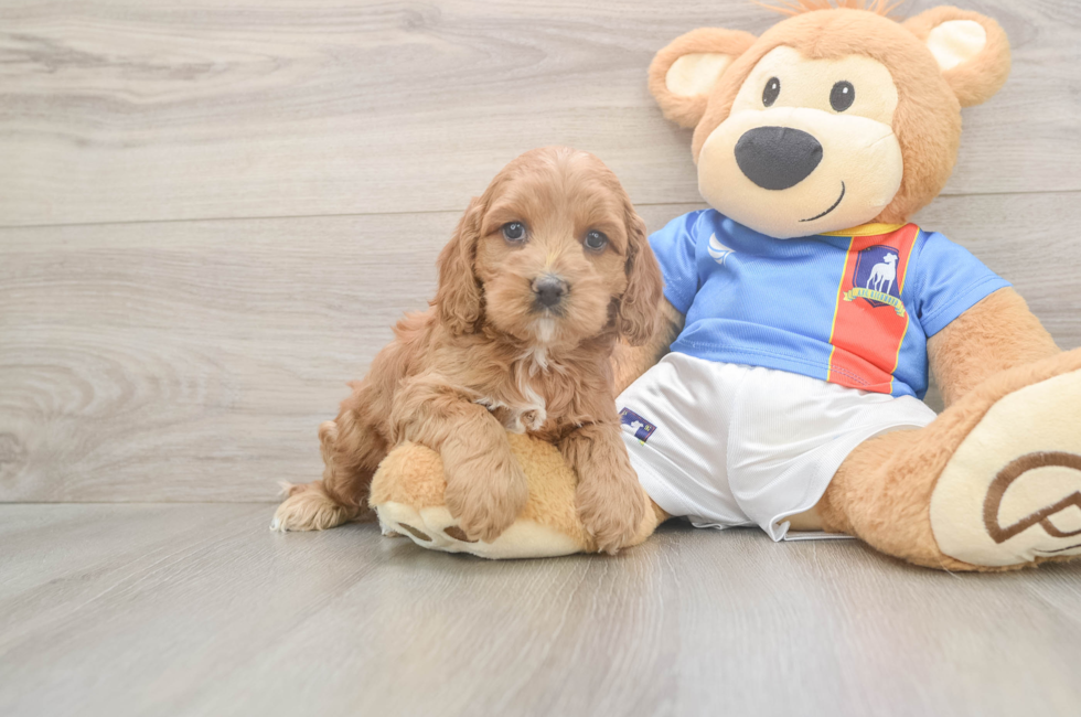 5 week old Cockapoo Puppy For Sale - Puppy Love PR