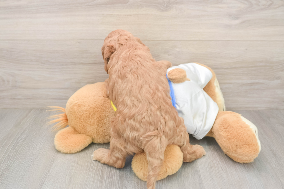 Cockapoo Puppy for Adoption