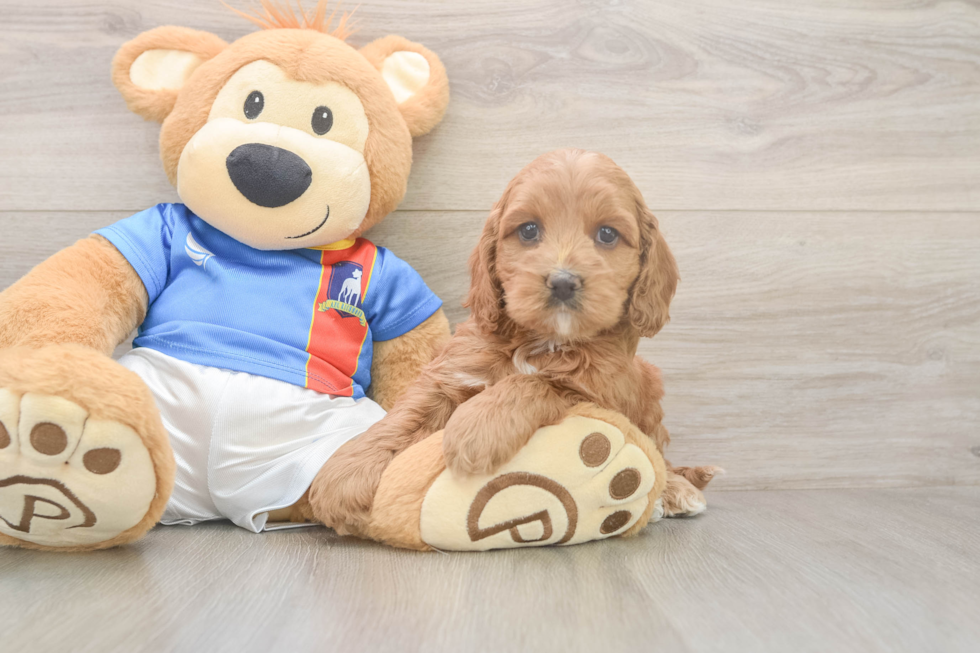 Cockapoo Pup Being Cute