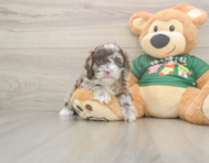 8 week old Cockapoo Puppy For Sale - Puppy Love PR