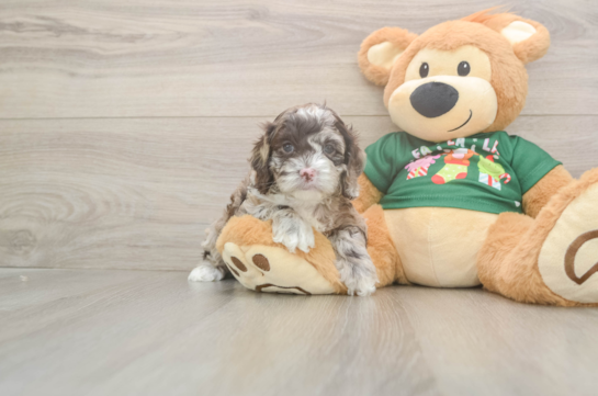 Adorable Cocker Doodle Poodle Mix Puppy