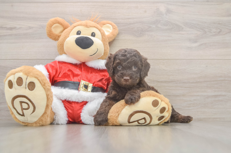 5 week old Cockapoo Puppy For Sale - Puppy Love PR