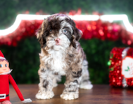 8 week old Cockapoo Puppy For Sale - Puppy Love PR