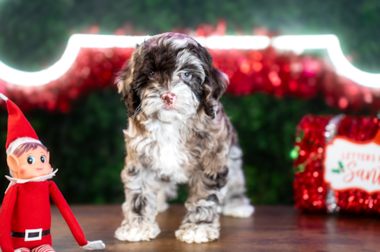 Cute Cockapoo Poodle Mix Pup