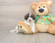 5 week old Cockapoo Puppy For Sale - Puppy Love PR