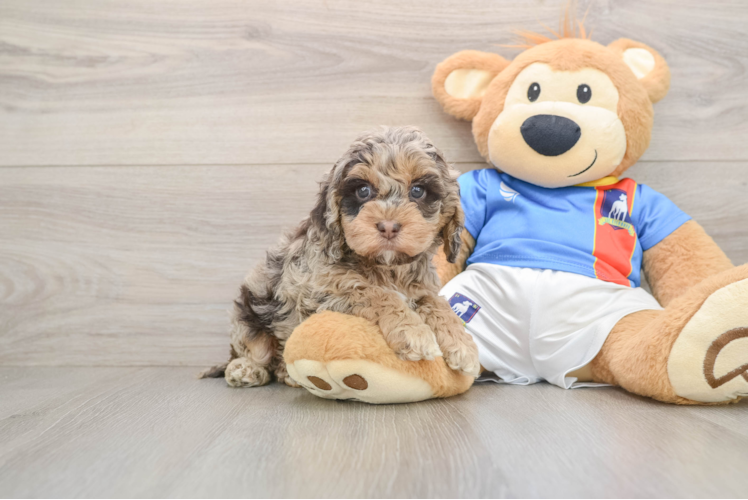 Little Cocker Doodle Poodle Mix Puppy