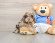 7 week old Cockapoo Puppy For Sale - Puppy Love PR