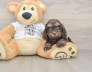 6 week old Cockapoo Puppy For Sale - Puppy Love PR