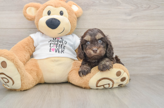 Best Cockapoo Baby