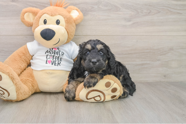 Cockapoo Puppy for Adoption