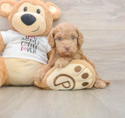 5 week old Cockapoo Puppy For Sale - Puppy Love PR