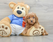 7 week old Cockapoo Puppy For Sale - Puppy Love PR