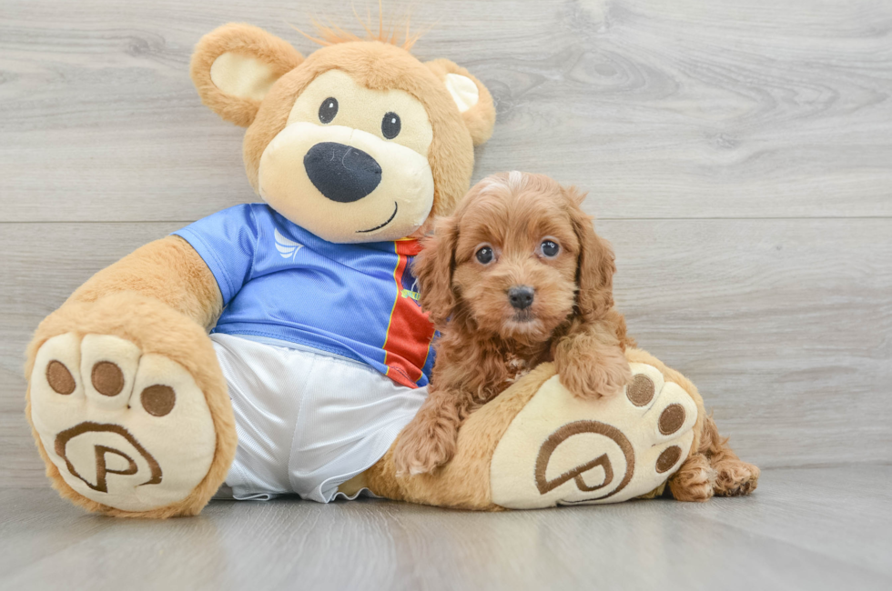 5 week old Cockapoo Puppy For Sale - Puppy Love PR