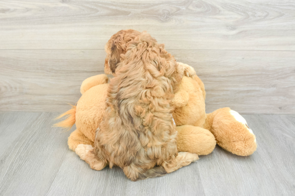 Cockapoo Pup Being Cute