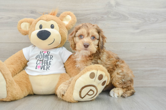 Hypoallergenic Cocker Doodle Poodle Mix Puppy