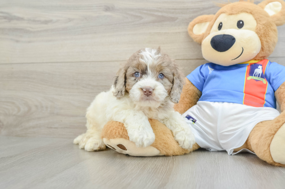 5 week old Cockapoo Puppy For Sale - Puppy Love PR