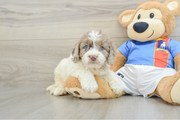 Meet Dash - our Cockapoo Puppy Photo 1/3 - Puppy Love PR Playful Cocker Doodle Poodle Mix Puppy