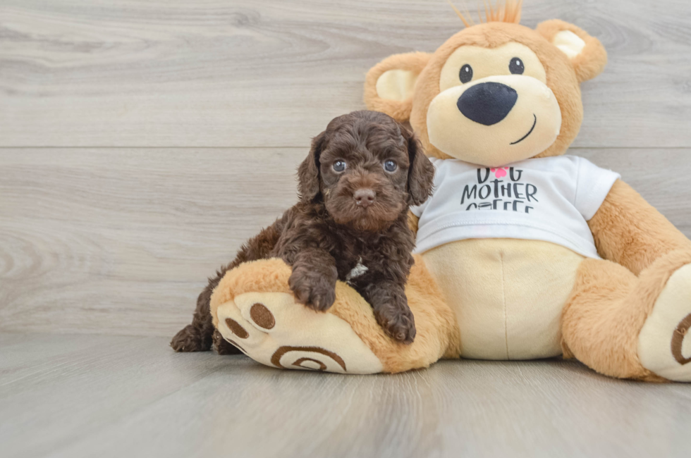 6 week old Cockapoo Puppy For Sale - Puppy Love PR