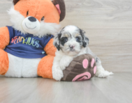 7 week old Cockapoo Puppy For Sale - Puppy Love PR