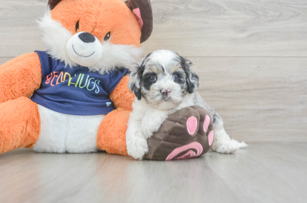 5 week old Cockapoo Puppy For Sale - Puppy Love PR