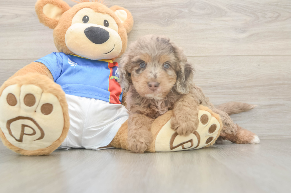 5 week old Cockapoo Puppy For Sale - Puppy Love PR