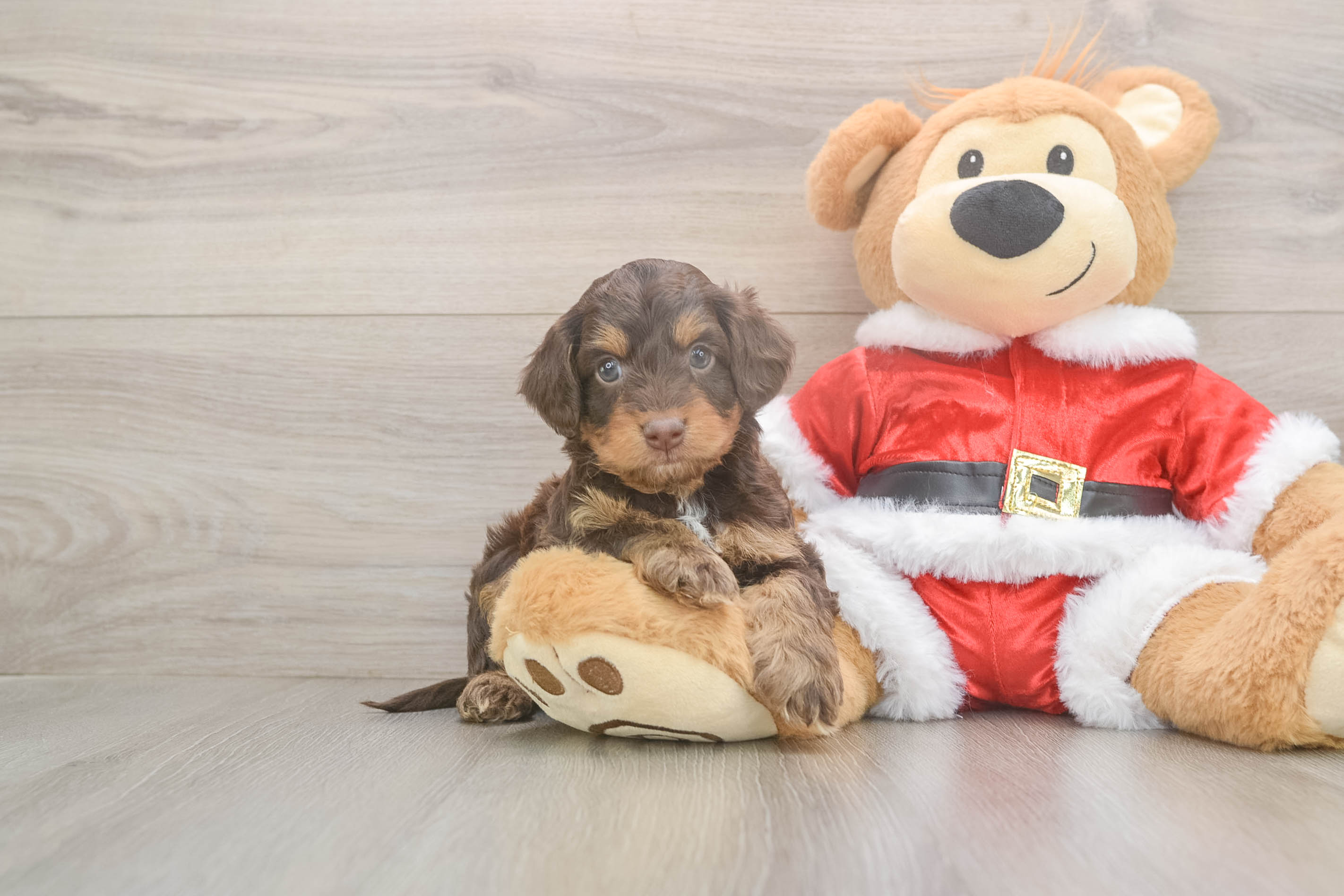 Cockapoo Puppy for Adoption