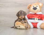 6 week old Cockapoo Puppy For Sale - Puppy Love PR