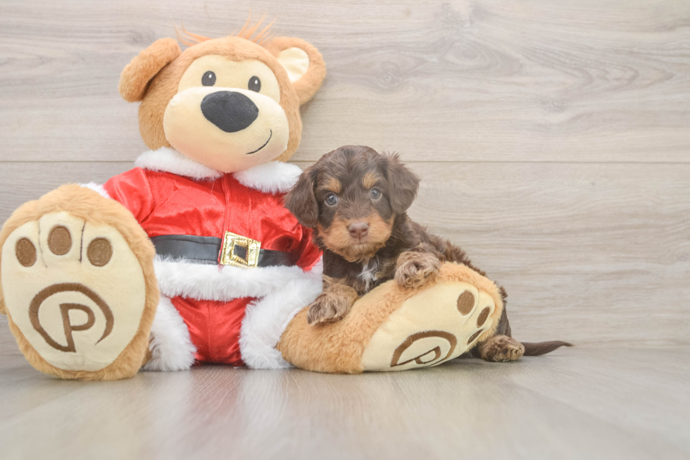 Cockapoo Puppy for Adoption