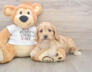 5 week old Cockapoo Puppy For Sale - Puppy Love PR