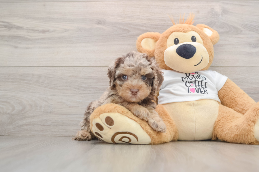 Cockapoo Pup Being Cute