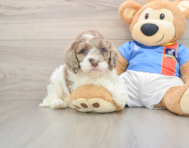 6 week old Cockapoo Puppy For Sale - Puppy Love PR