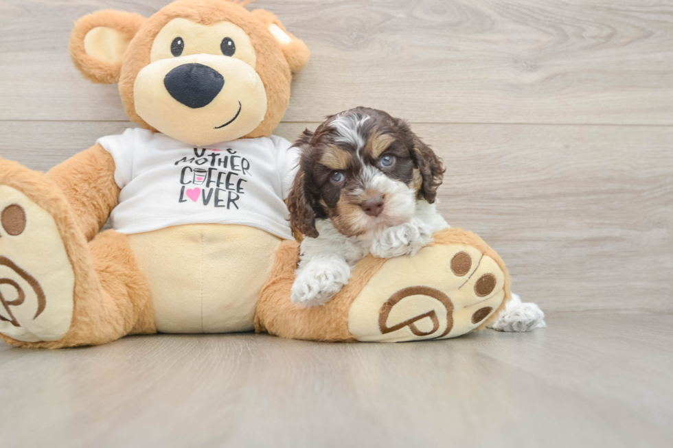 Cockapoo Pup Being Cute
