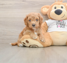 5 week old Cockapoo Puppy For Sale - Puppy Love PR