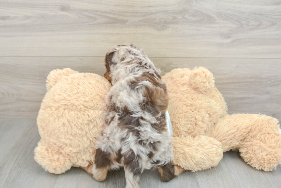 Cockapoo Pup Being Cute